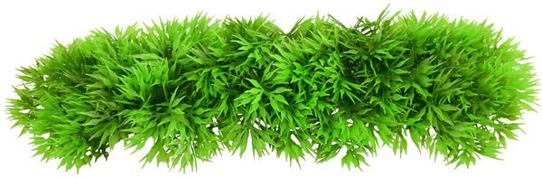 Underwater Treasures Green Star Fern Fish Ornament