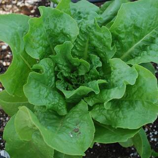 Bonnie Plants 1.19 qt. Buttercrunch Lettuce Live Plant 0052