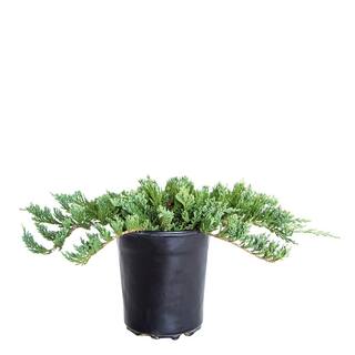 FLOWERWOOD 2.5 Qt. Blue Rug Juniper Evergreen Groundcover Shrub 3465Q