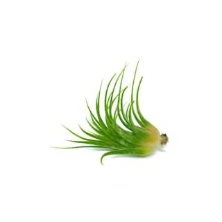 ALTMAN PLANTS Air Plants Assorted Small (12-Pack) 0881150