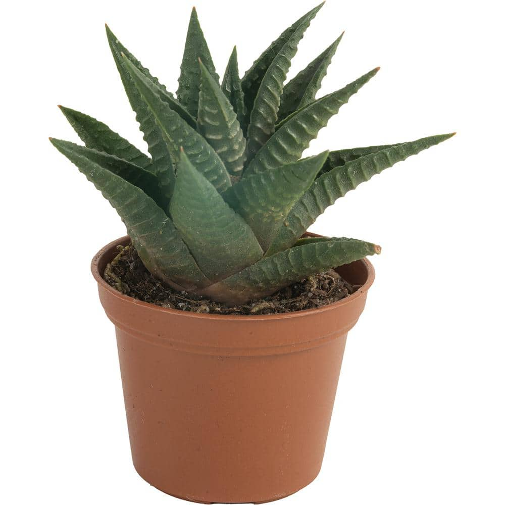 Costa Farms Mini Unique Indoor Succulent Plants in 2 in. Round Grower Pot Avg. Shipping Height 2 in. Tall (11-Pack) CO.SUCMINI.GP11