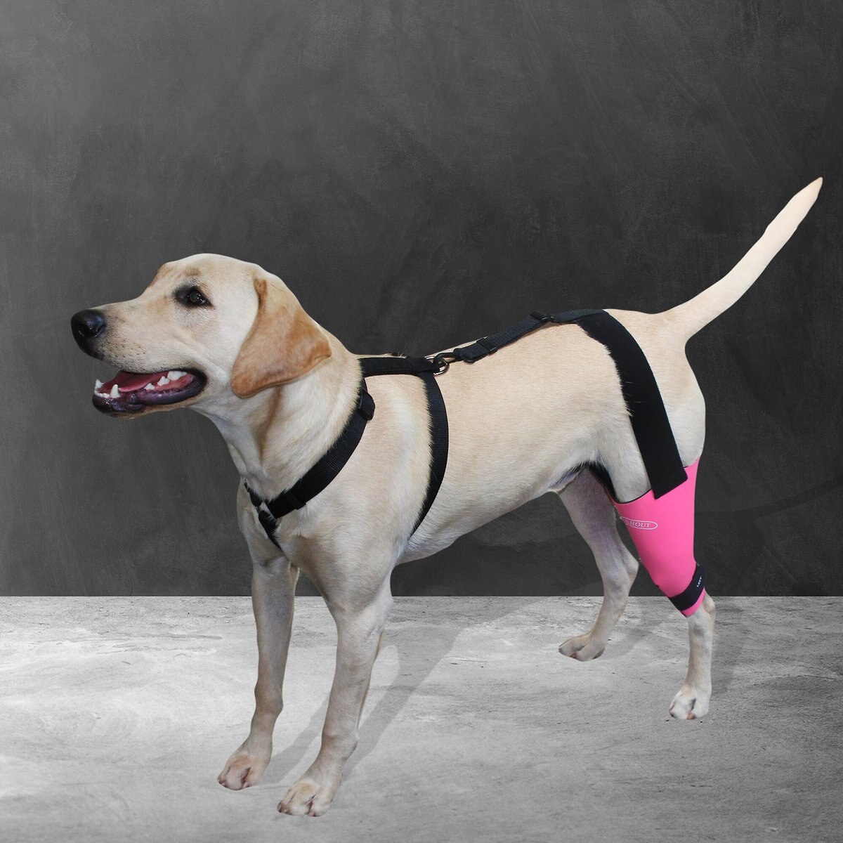 WALKABOUT Dog and Cat Knee Brace