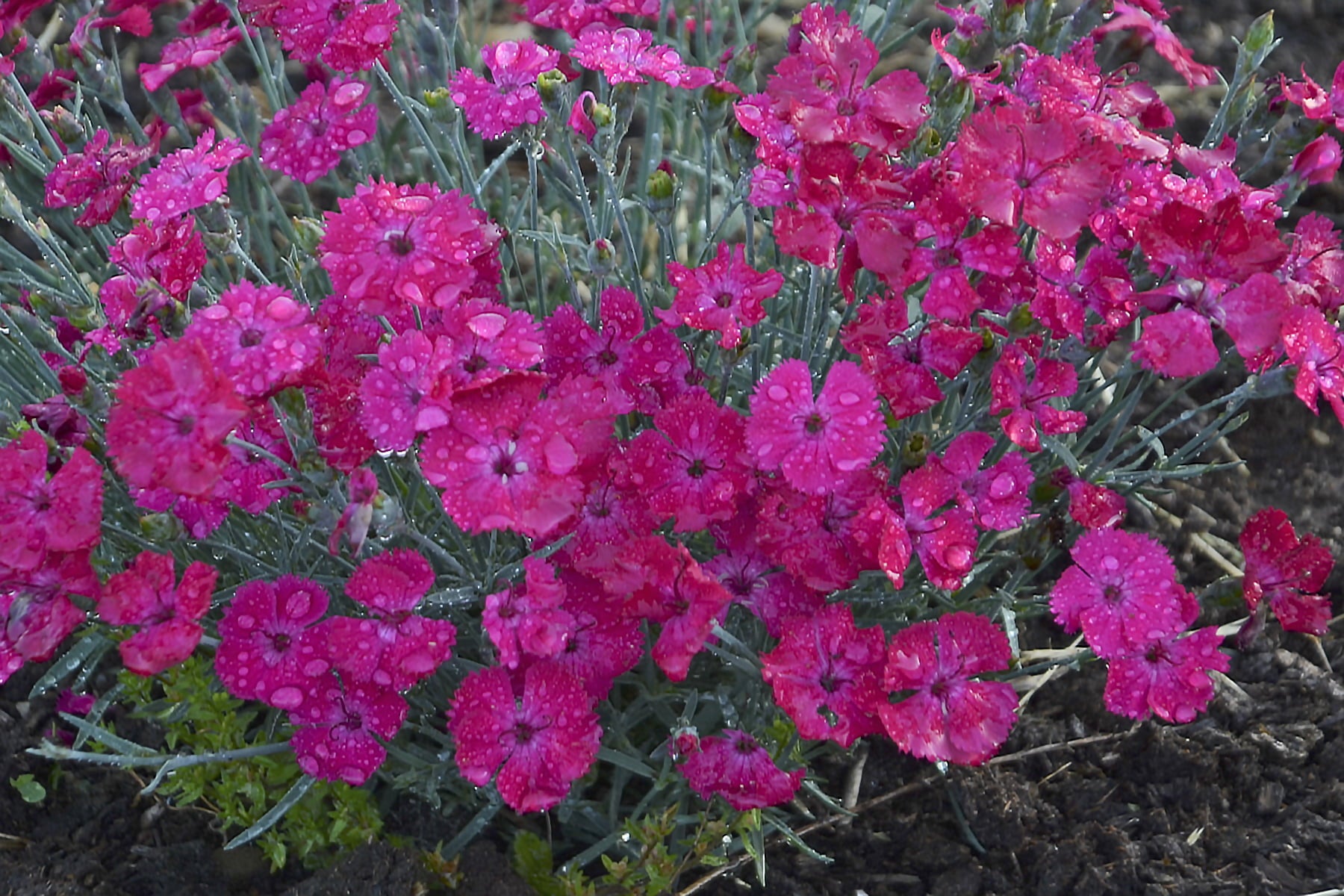 0.65 Gallon Paint The Town Magenta (Dianthus) Live Plant， Purple Flowers