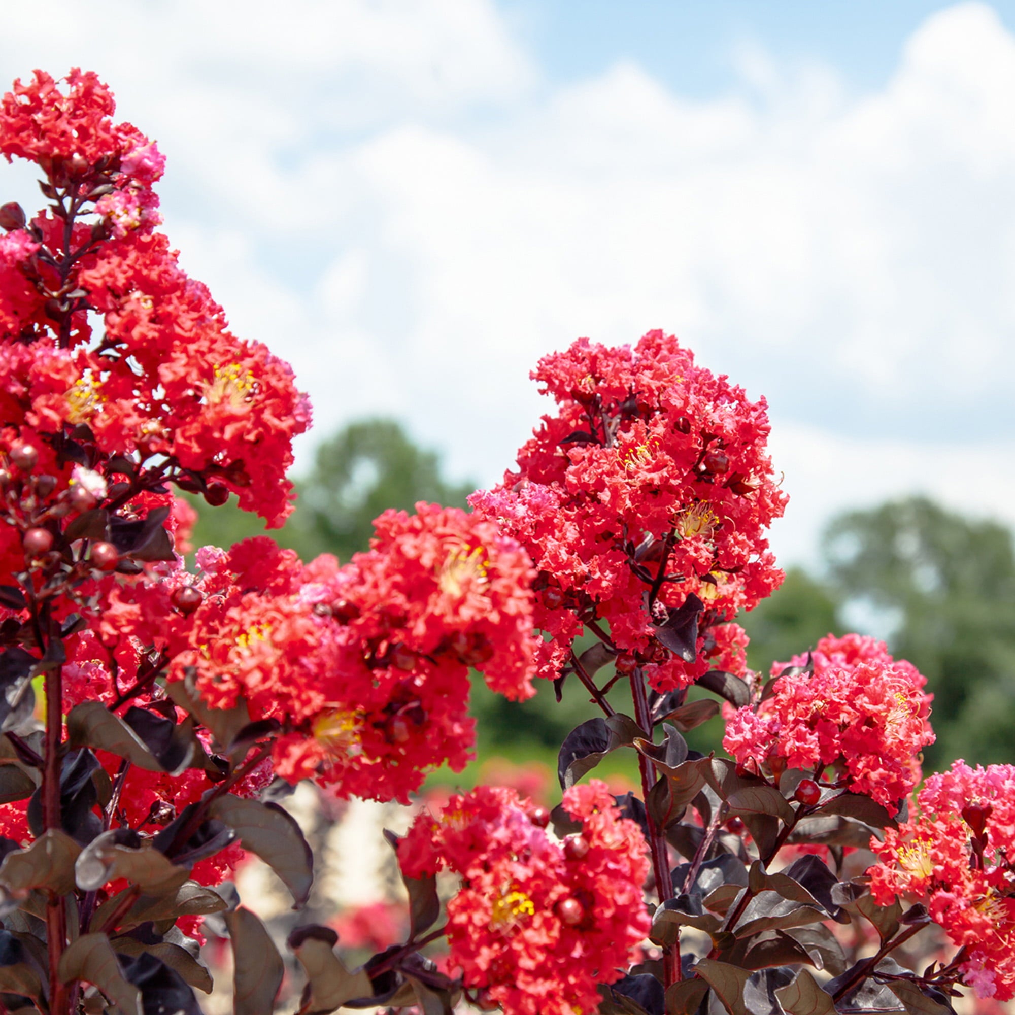 3 Gal. Black Diamond Best Red Crape Myrtle  - Unique Foliage， Bright Red Blooms