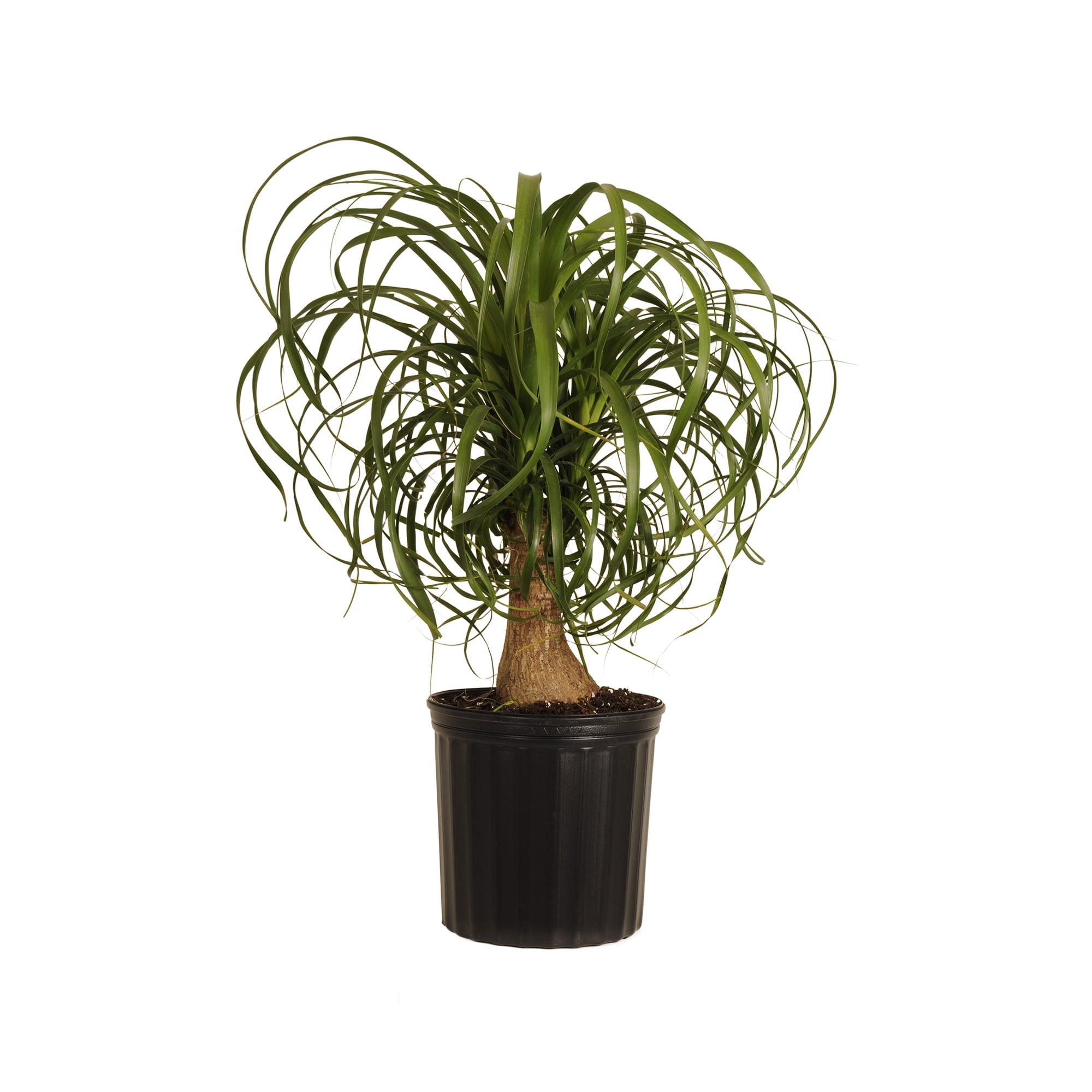 United Nursery Live Ponytail Palm 24-32in Tall Green Tropical houseplant in 10in Grower Pot