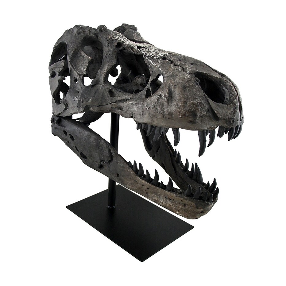 Tyrannosaurus Rex Replica Fossil Skull Statue On Museum Mount T Rex   19 X 18.5 X 12 inches