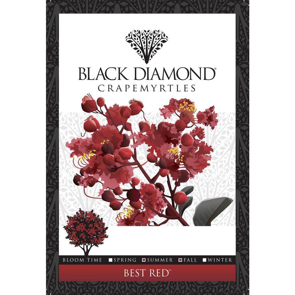 BLACK DIAMOND 7 Gal. Best Red Crape Myrtle Tree with Red Flowers 10896