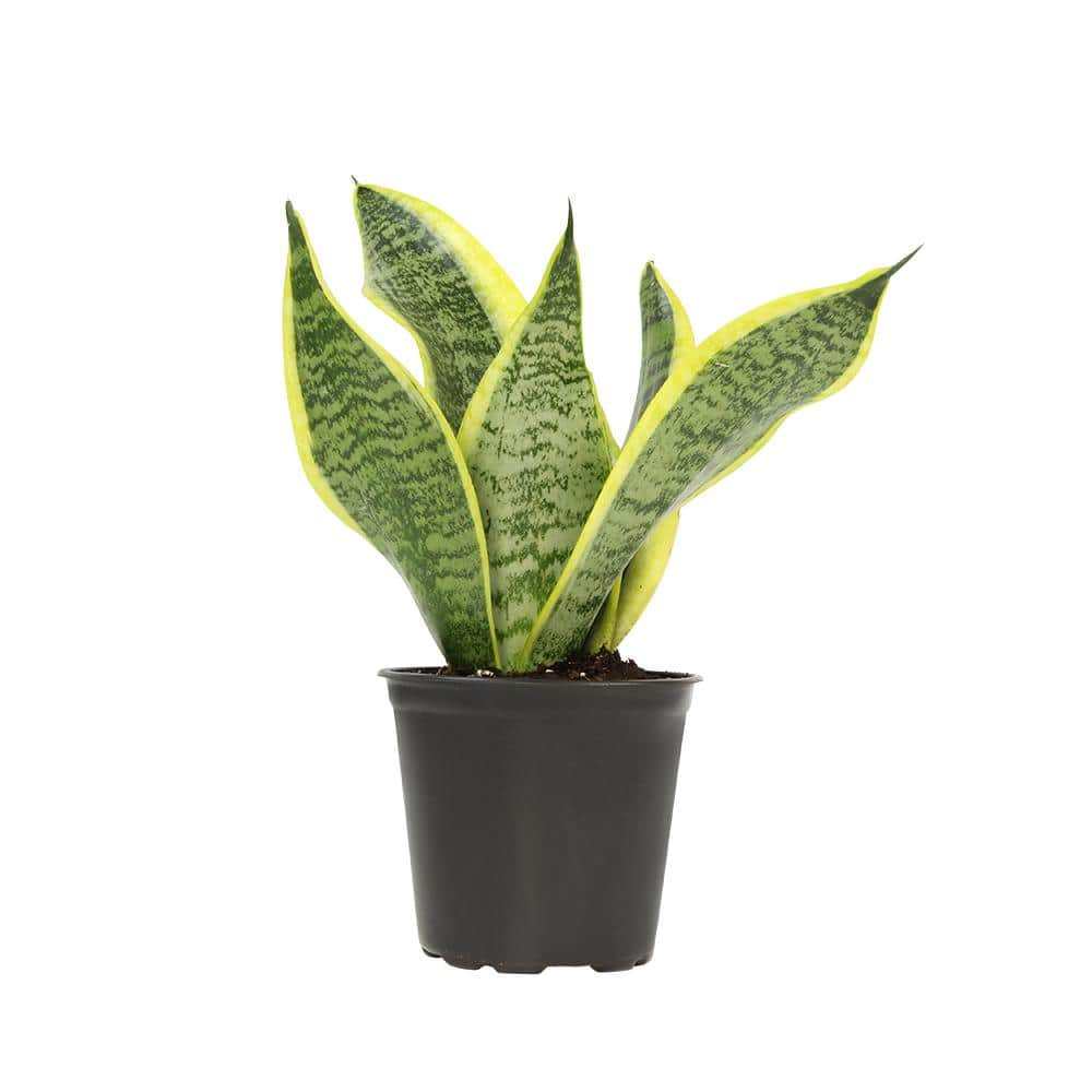 SMART PLANET 4 in. Sansevieria Superba 0880030