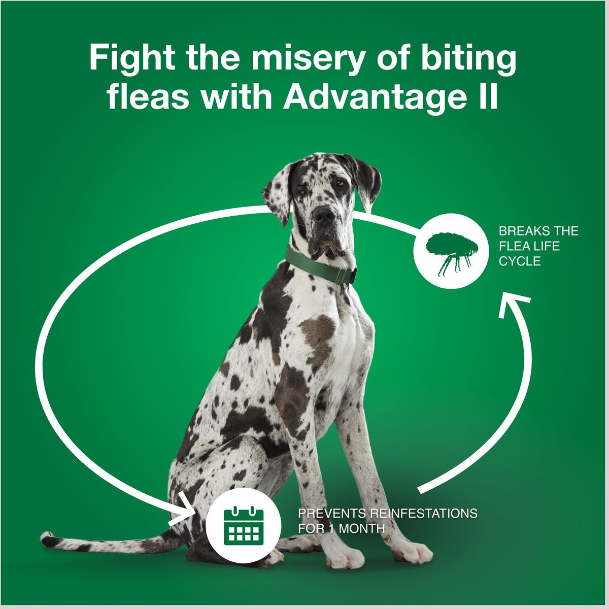 Advantage II Flea Spot Treatment for Dogs， over 55 lbs