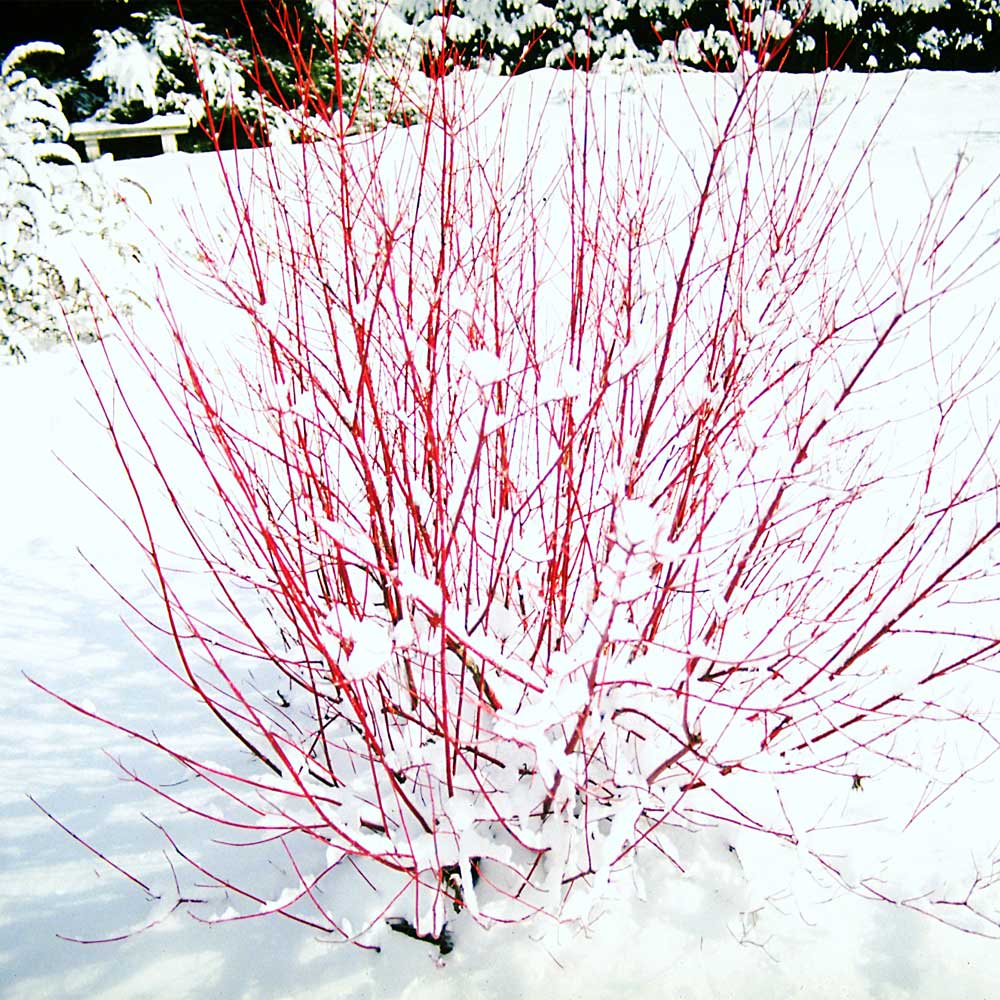 Red Twig Dogwood Shrub