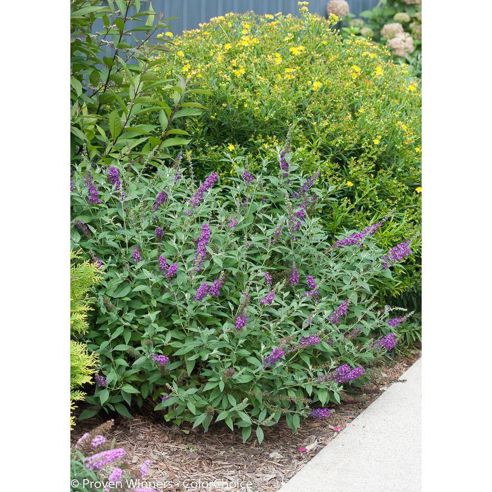 PROVEN WINNERS 1 Gal. Miss Violet Butterfly Bush (Buddleia) Live Shrub Purple Flowers BUDPRC1196101