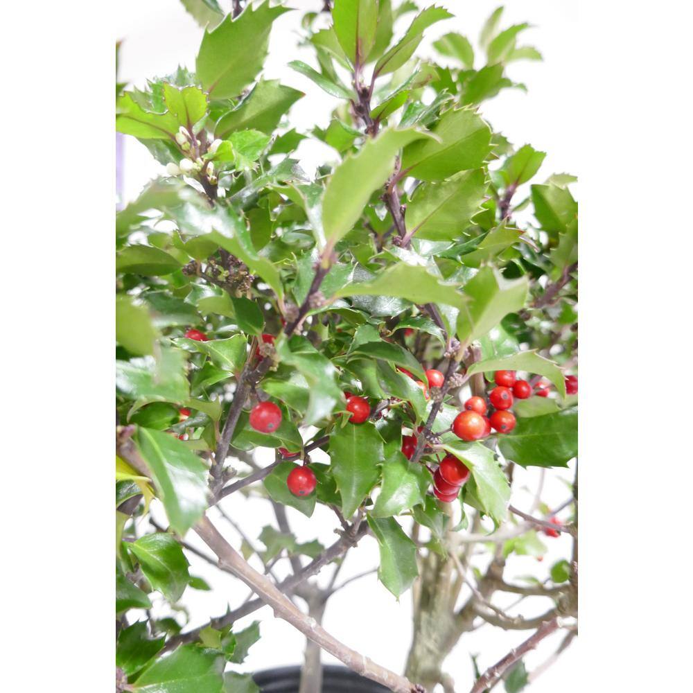 BELL NURSERY 3 Gal. Blue Princess Holly (Ilex) Evergreen Flowering Live Shrub with White Flowers ILEXM3BLU1PK