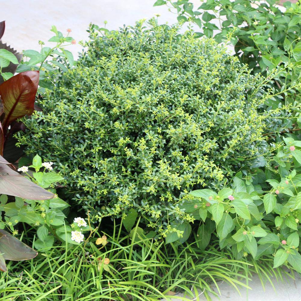 national PLANT NETWORK 2.25 Gal. Holly Soft Touch Shrub HD7150