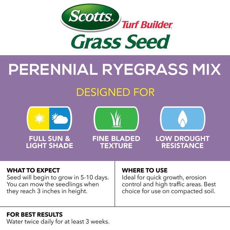 TB PERENNIAL RYEGRASS 3#