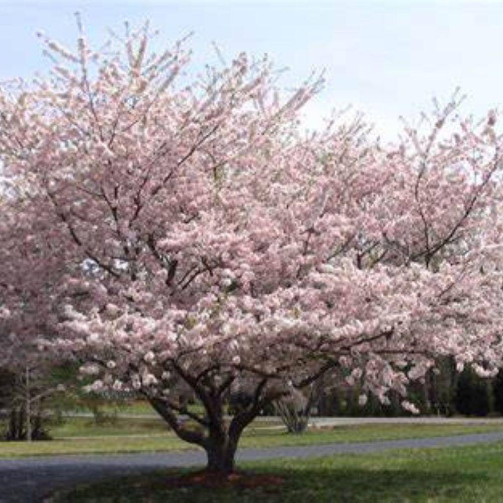 7 Gal. Yoshino Cherry Flowering Deciduous Tree with Pink Flowers CHFYOS07G