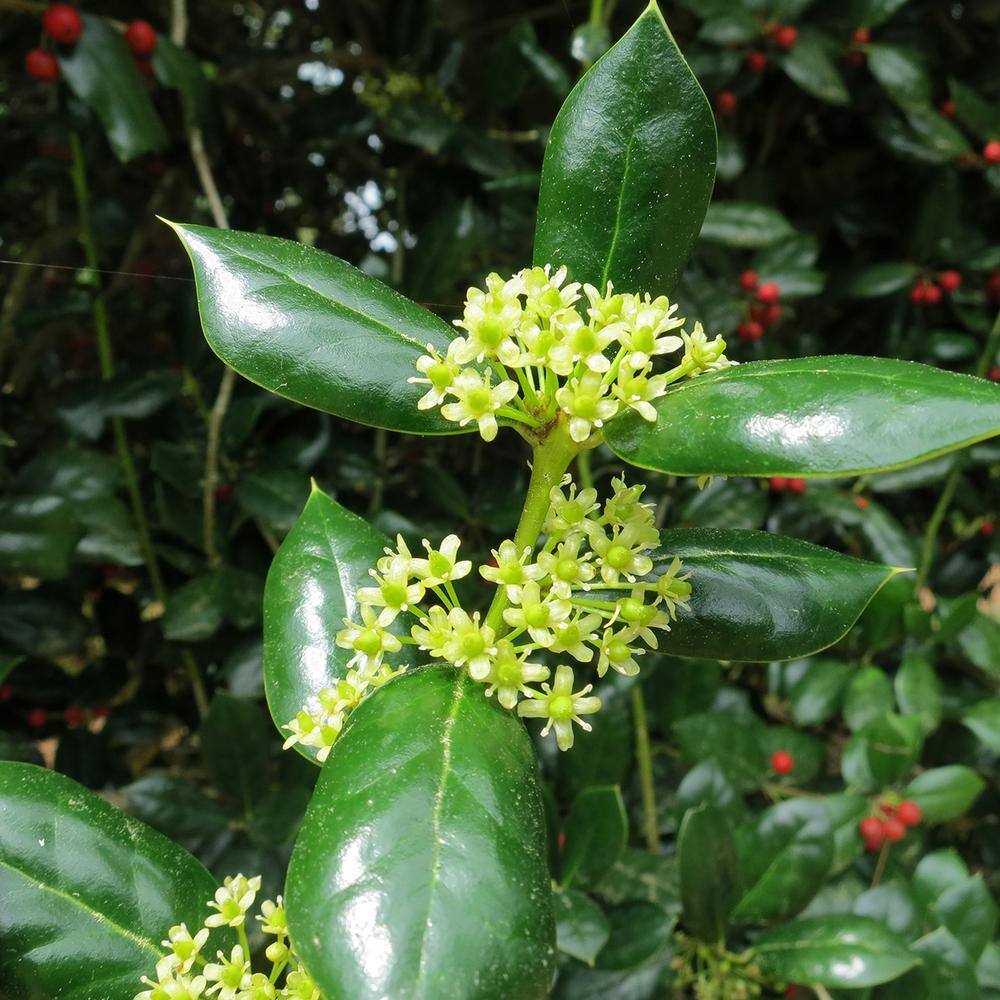 Evergreen Dwarf Burford Holly Shrub in 1 Gal. Grower's Pot THD00036