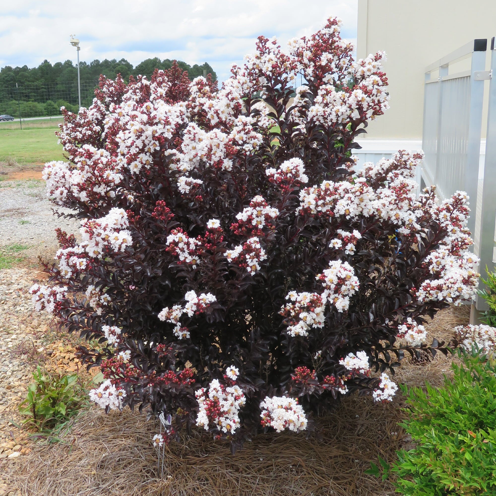 3g First Editions Crape Myrtle Lunar Magic Live Shrub