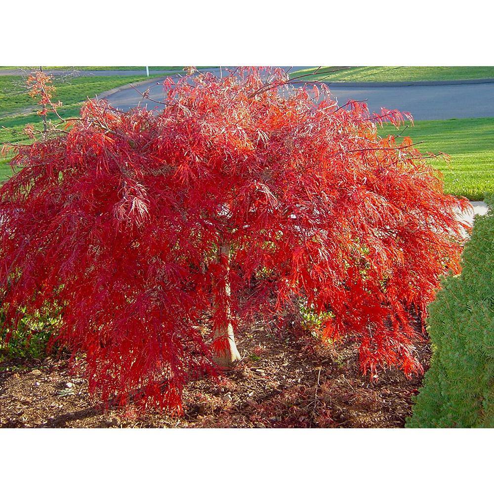 Online Orchards 2 Gal. Crimson Queen Dwarf Japanese Maple Tree with Cascading branches and Deep Crimson Color SBAP202