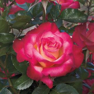 Spring Hill Nurseries Dick Clark Grandiflora Rose Live Bareroot Plant Red Color Flowers (1-Pack) 60989