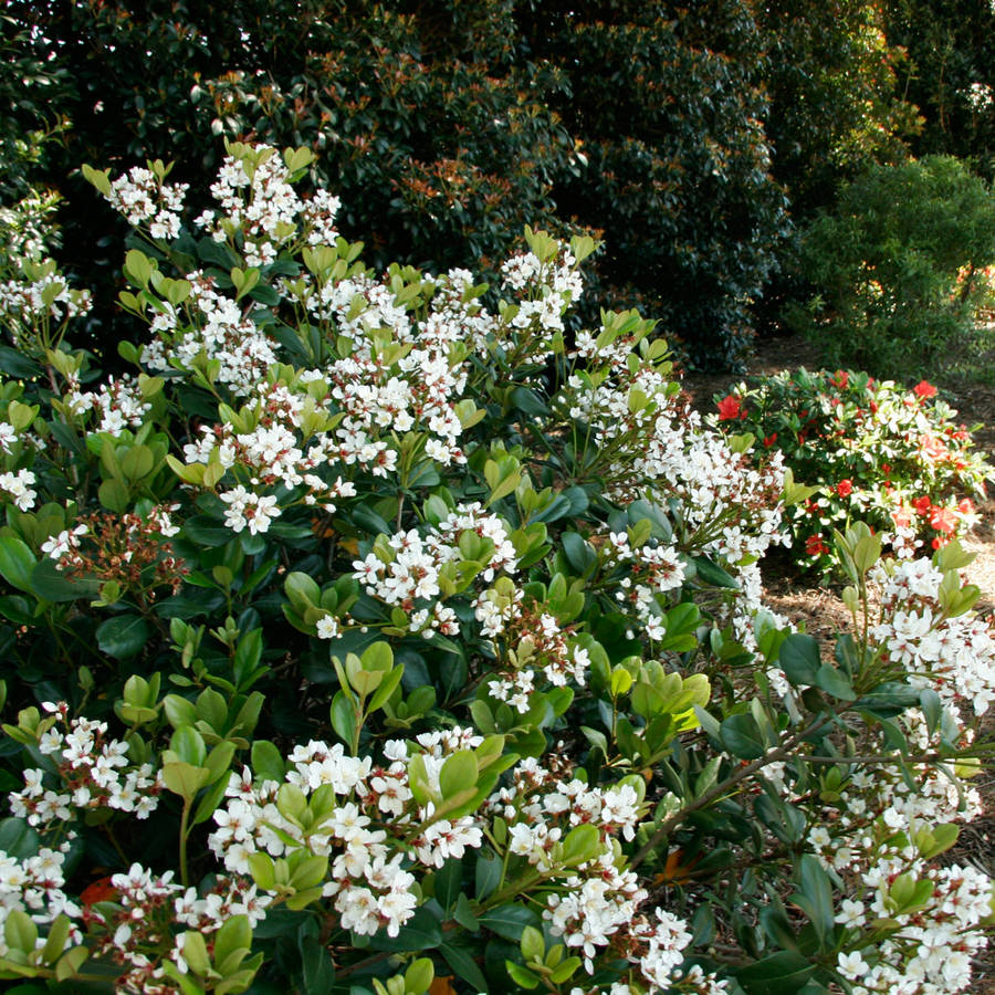 Spring Sonata Indian Hawthorne (2 Gallon) Flowering Evergreen Shrub with White Blooms - Full Sun to Part Shade Live Outdoor Plant - Southern Living Plant Collection