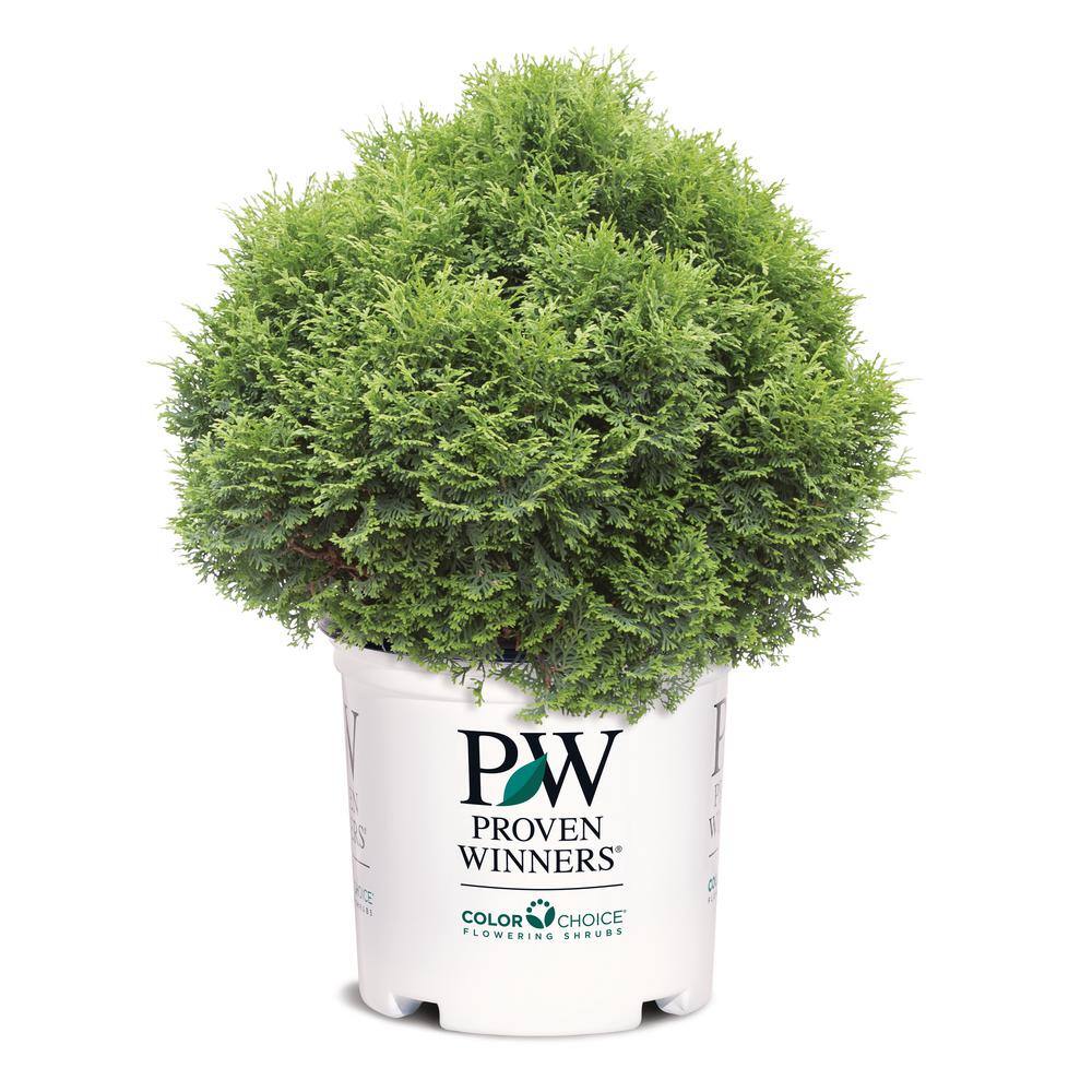 PROVEN WINNERS 2 Gal. North Pole Thuja Live Evergreen Shrub with Green Foliage 20880