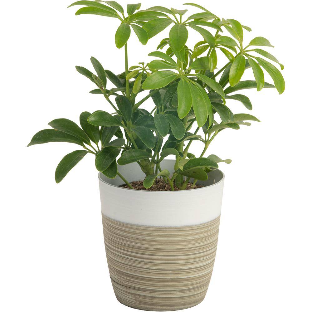 Costa Farms O2 for You Indoor Houseplant Collection in 4 in. Decor Pot Avg. Shipping Height 10 in. Tall (3-Pack) CO.O2FUBAM