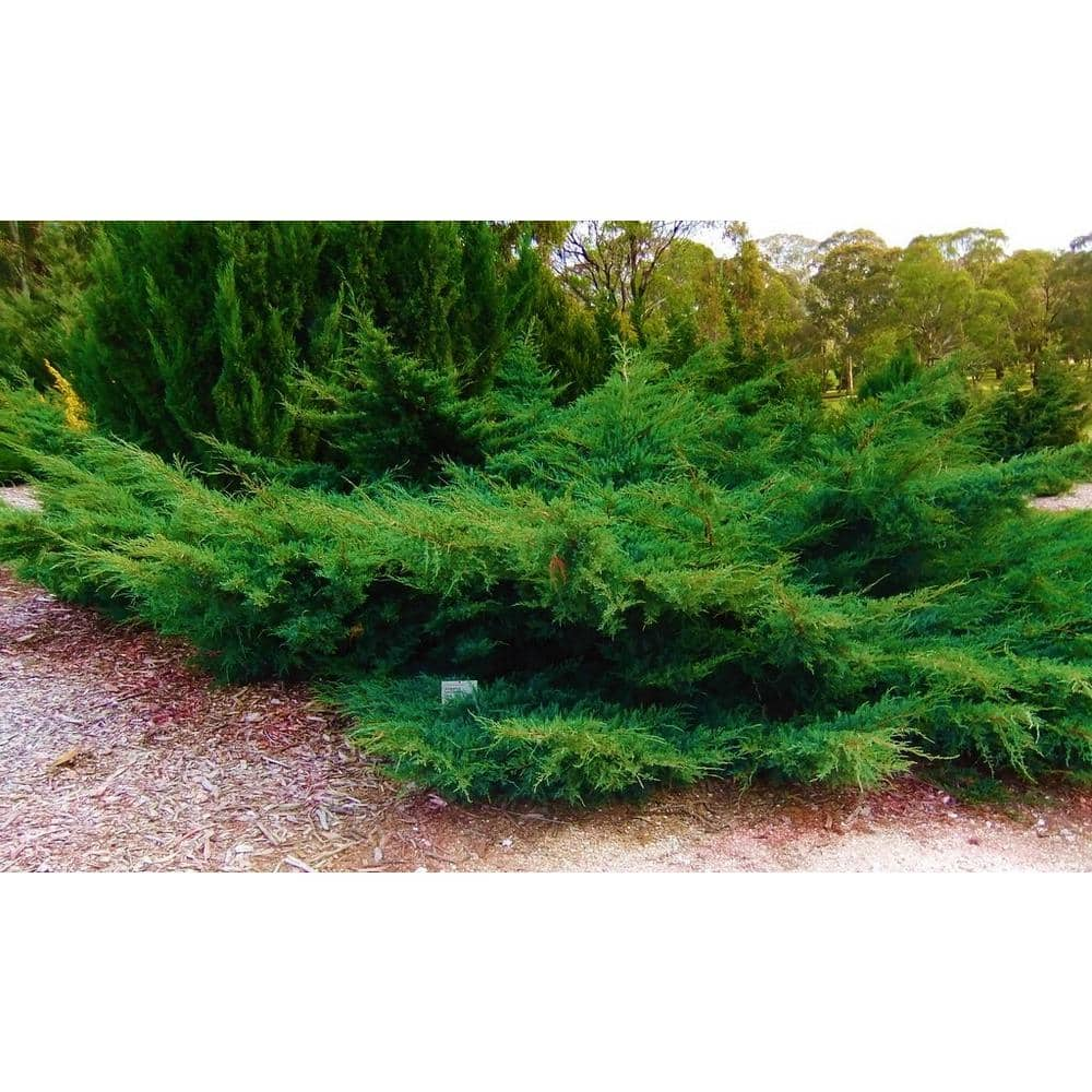 Online Orchards 1 Gal. Sea Green Juniper Shrub Fountain Shaped Foliage that Changes to a Darker Green in Winter CFJP001