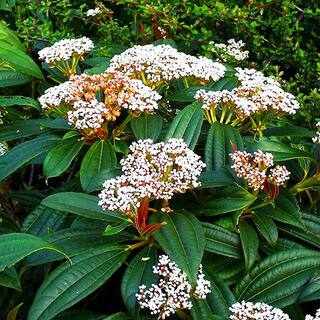 Online Orchards 1 Gal. David Viburnum Evergreen Shrub SBVB003