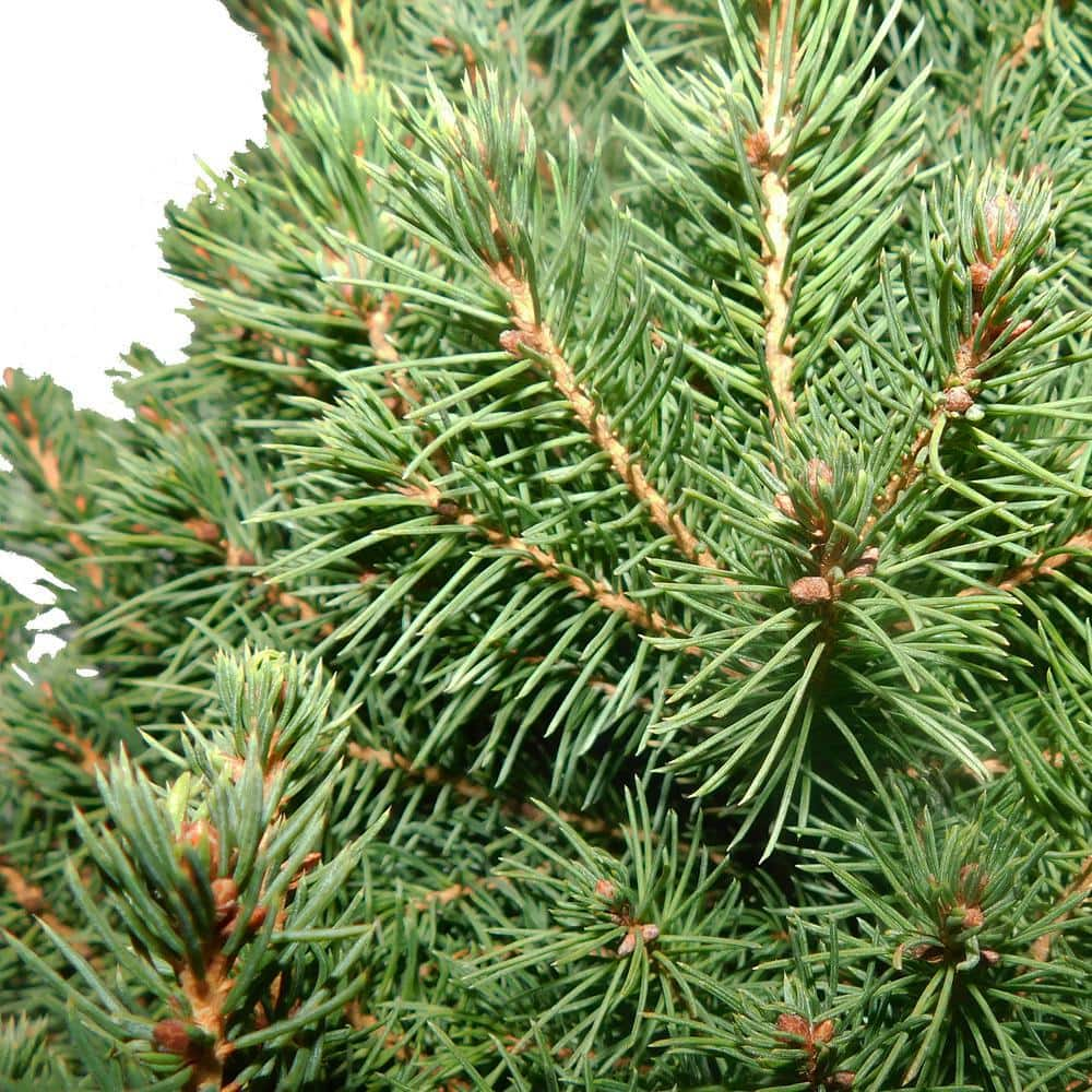 3 Gal. Dwarf Alberta Spruce Shrub with Dense Green Needle Like Foliage 14004