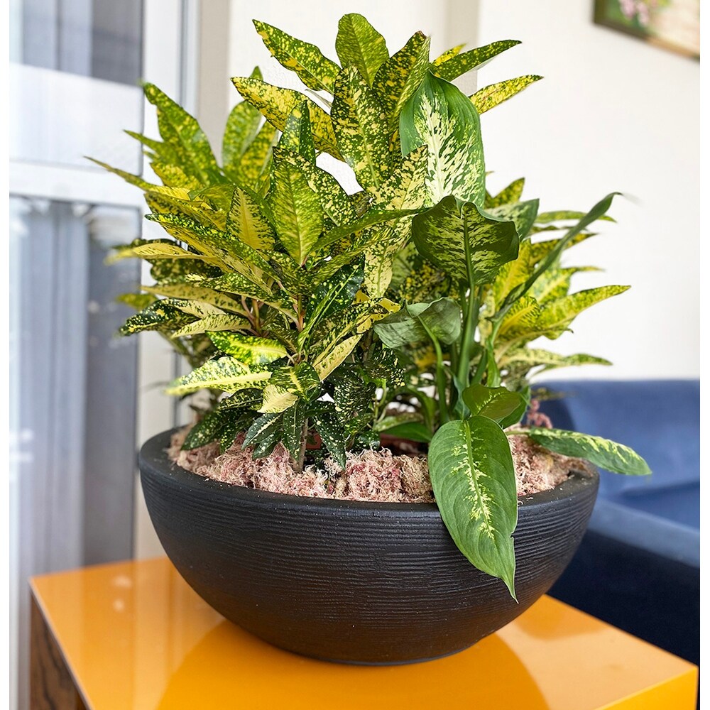 Floridis Amsterdan Large Planter Bowl