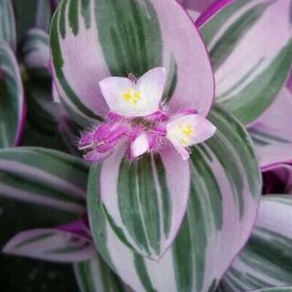 Wekiva Foliage Tradescantia Nanouk Wandering Jew - Live in a 4 Inch Pot - Tradescantia Albiflora - Rare and Elegant Indoor Houseplant TradescantiaNanoukWanderingJew4