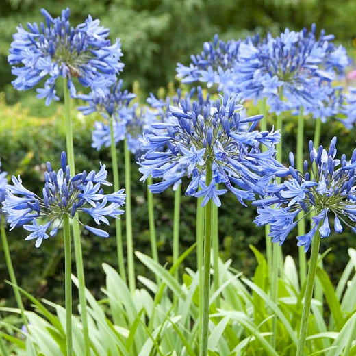 Agapanthus Blue Grass