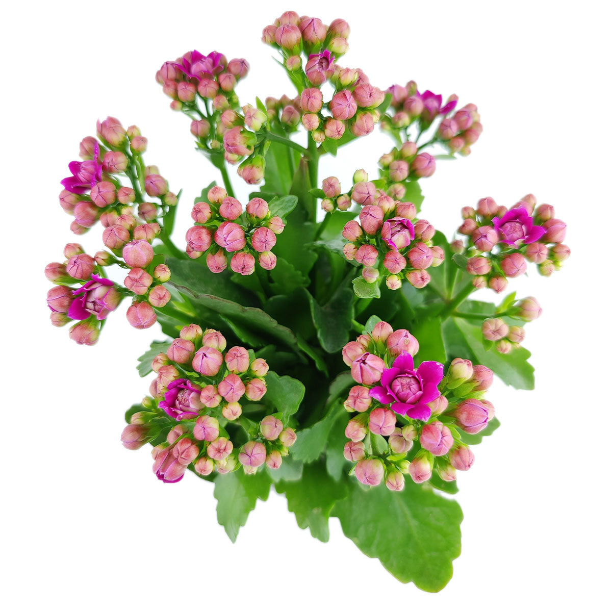 Kalanchoe blossfeldiana 'Calandiva Purple' (No Flower in 4.5