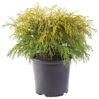 2.25 Gal. Gold Mop Cypress Shrub with Golden Foliage 14815