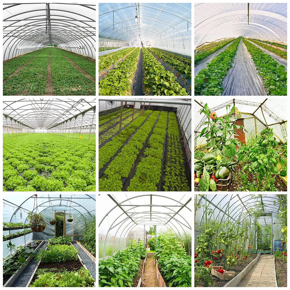 Winter Greenhouse System Supply Single Span Greenhouses For Agriculture