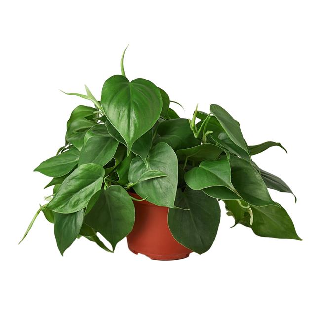 House Plant 6-PHILODENDRON-CORDATUM Philodendron Cordatum Heartleaf Plant in 6 in. Pot