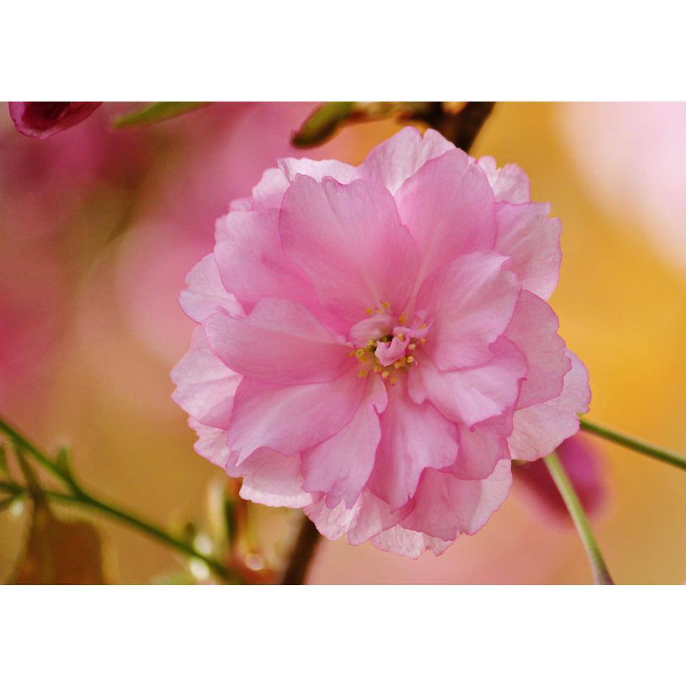 Online Orchards Shogetsu Cherry Blossom Tree (Bare Root 3 ft. to 4 ft. Tall) FLCH007