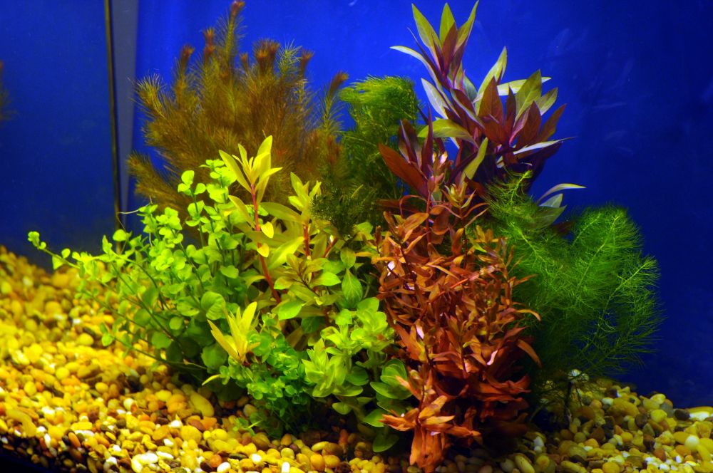 Premium Assorted Mixed Plant Bunch Live Aquarium Plants BUY2 GET1 FREE