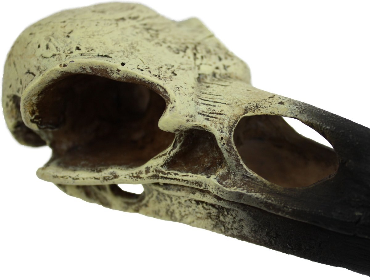 Komodo Raven Skull Aquarium Ornament