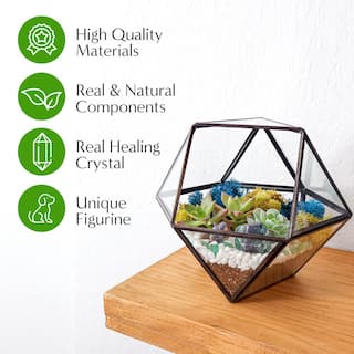 Creations by Nathalie Black Geometric Glass Terrarium Kit with Live Succulent BLK-GEOOG-WSUC