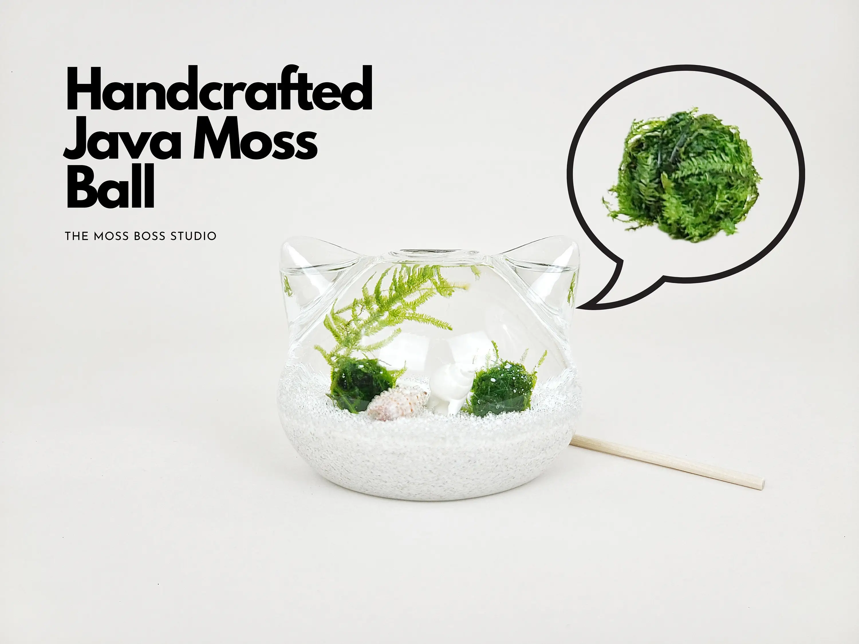 Big Cat Java Moss Ball Terrarium Supplies Amazon Slate Landscaping Stone Christmas Terrarium Jar Graduation Day Gift  Kids Craft