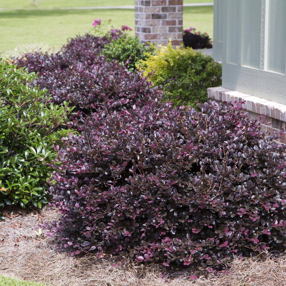 SOUTHERN LIVING 3 Gal. Purple Diamond Semi-Dwarf Loropetalum Evergreen Shrub with Purple Foliage Pink Ribbon Blooms 42103