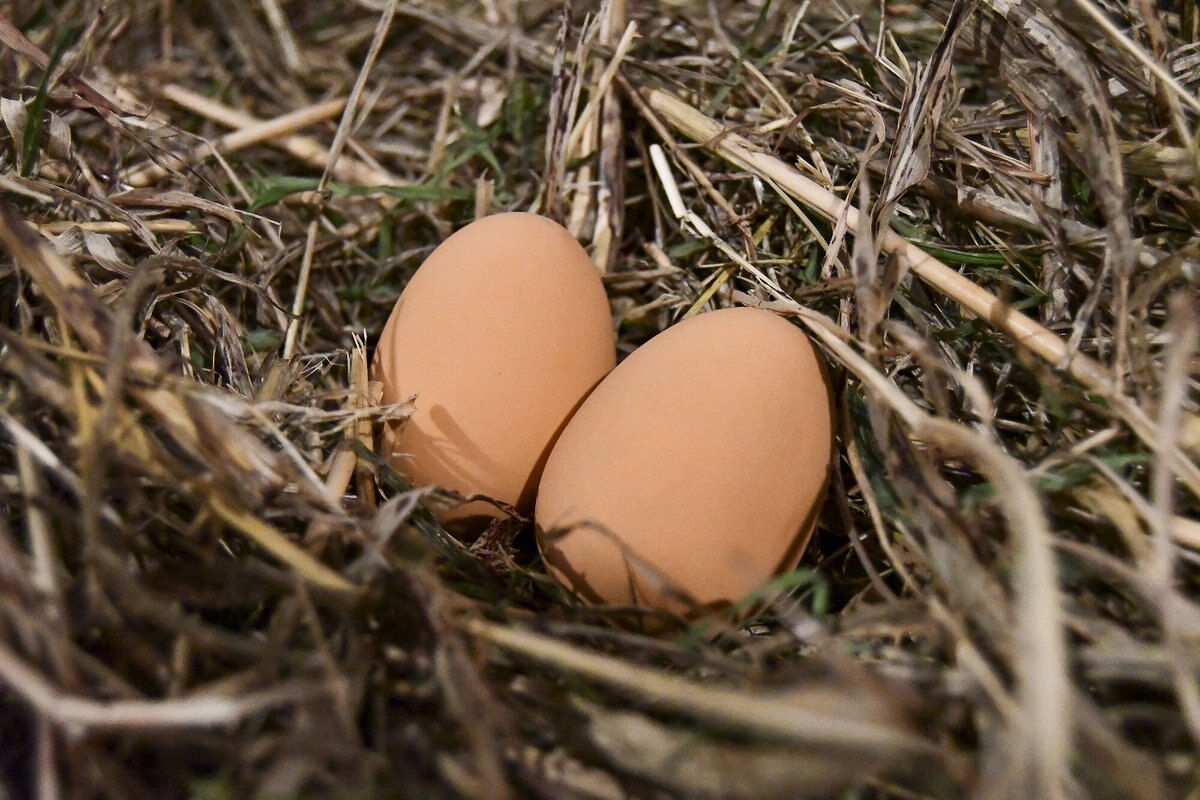 My Favorite Chicken Rubber Nest Eggs， 2 count， Brown