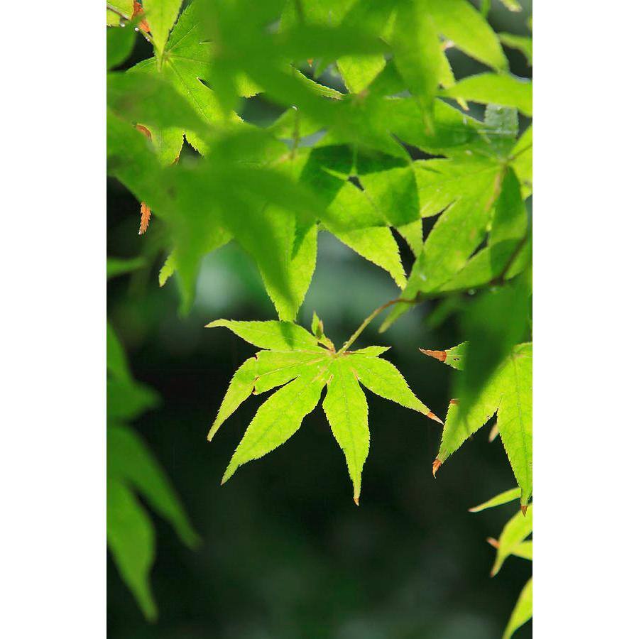 3 Gal. Green Japanese Maple Ornamental Tree MAPJGR03G