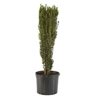 7 Gal. Holly Sky Pencil Shrub with Dark Green Foliage 15865