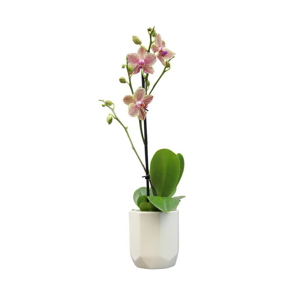 ALTMAN PLANTS 3.5 in. Orchid Phalaenopsis Multi-Color Live House Plant in White Ceramic Pot 0873006