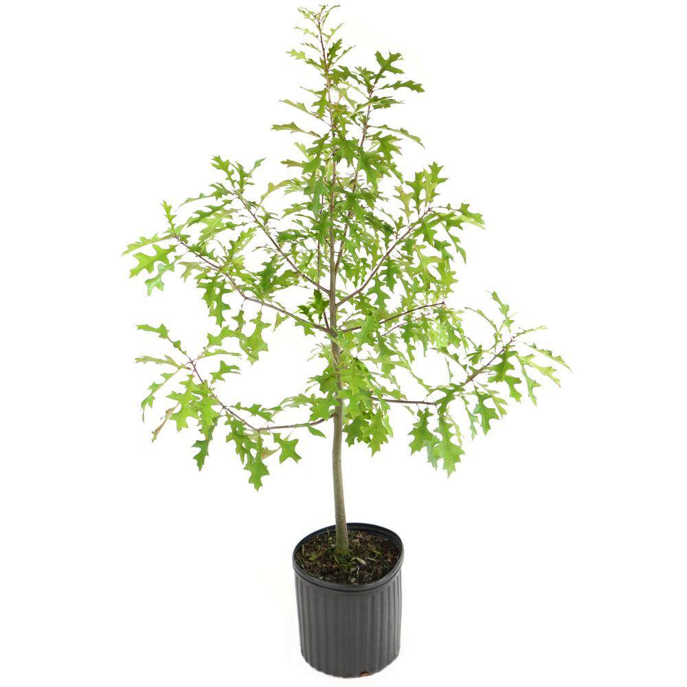 national PLANT NETWORK 2.25 Gal. Deciduous Nutall Oak Tree HD7086