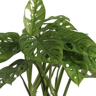 Costa Farms Trending Tropicals Little Swiss Cheese Monstera Indoor Plant in 6 in. White Pot Avg. Shipping Height 1-2 ft. CO.1.41MON.3.TR