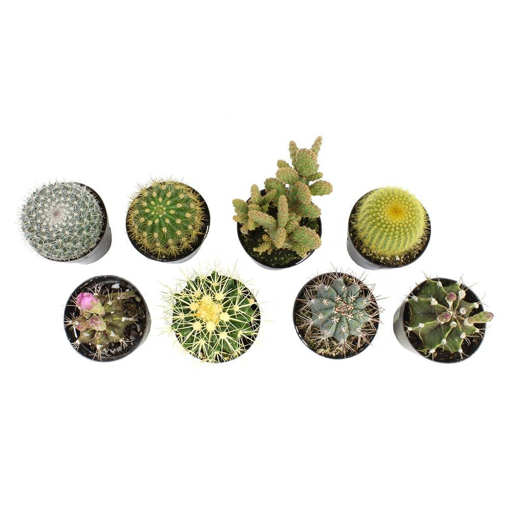 SMART PLANET 2.5 in. Cactus Collection Plant (8-Pack) 0880054