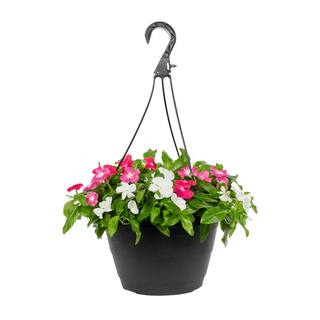 METROLINA GREENHOUSES 1.25 Gal. Vinca Trailing Swirl Hanging Basket Annual Plant (1-Pack) 4581